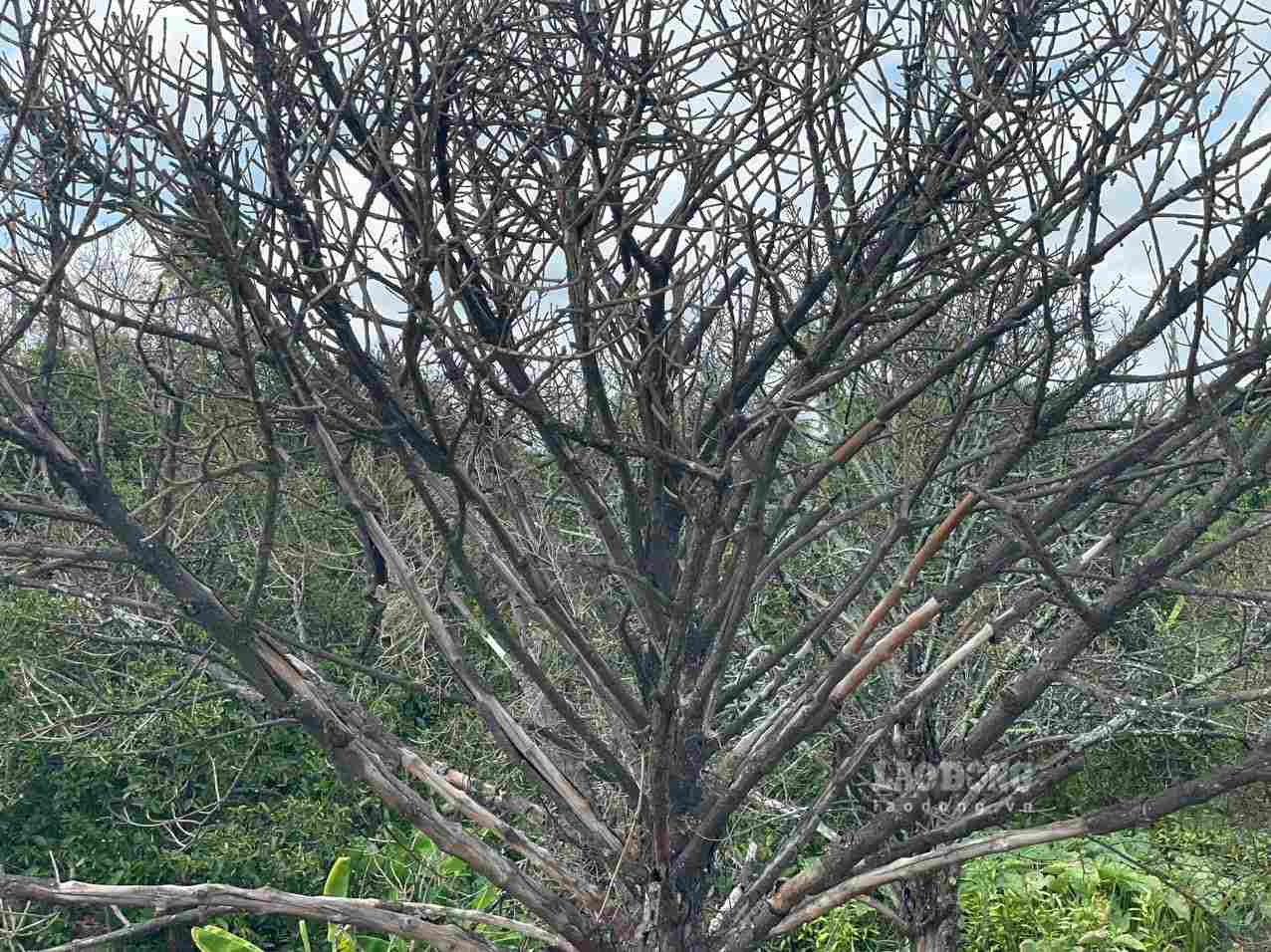 Each mangosteen tree that died due to the impact of Ring Road 3 in Ho Chi Minh City is expected to be compensated 11.4 million VND. Photo: Dinh Trong