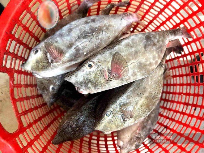 Floating raft owners selling cowfish at 2.9 million VND/kg were fined more than 20 million VND by functional agencies. Photo: Huu Long