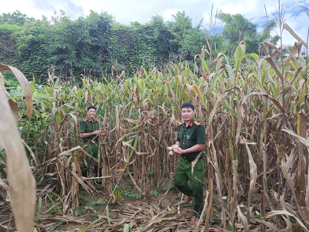Công an xã Lâm Giang giúp người dân thu hoạch ngô để giảm thiểu thiệt hại do mưa lũ. Ảnh: Công an Lào Cai