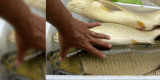 数百匹の草魚が白く死んでしまい、フエ市の農民は再生産の困難を懸念しています。写真:クアンディエンコミューン人民委員会