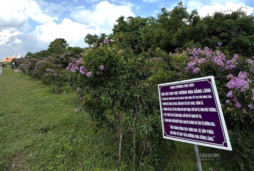 Phu Thuy Ward People's Committee places a warning sign not to break flowers in the crape myrtle hill area. Photo: Duy Tuan