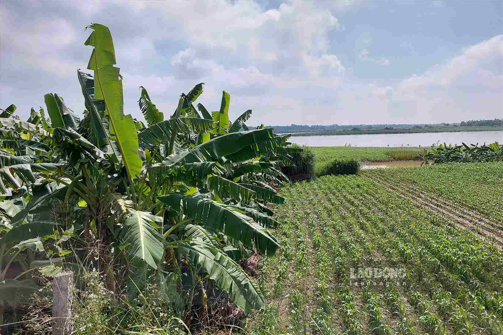 15 residential land plots in Hung Viet commune to be auctioned in August. Photo: To Cong