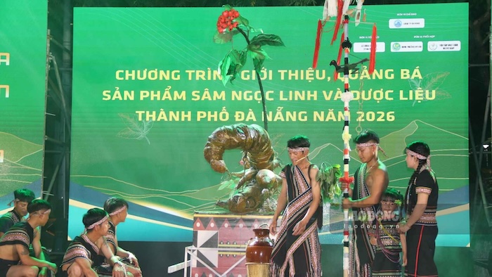 Chương trình giới thiệu, quảng bá sản phẩm Sâm Ngọc Linh và dược liệu thành phố Đà Nẵng năm 2026. Ảnh: Nguyễn Linh