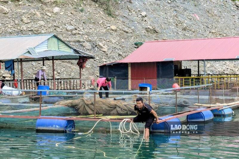 Aquaculture activities are bustling again on the Son La hydropower reservoir in Muong La - Chieng Lao commune area. Photo: Truong Son