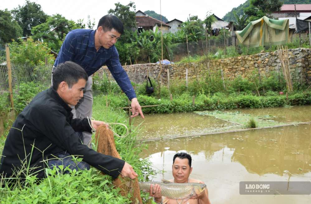 Cá chiềng La được nuôi bằng nguòn nước ngầm và chăn sóc bằng thức ăn tự nhiên nên có chất lượng cao. Ảnh: Trường Sơn