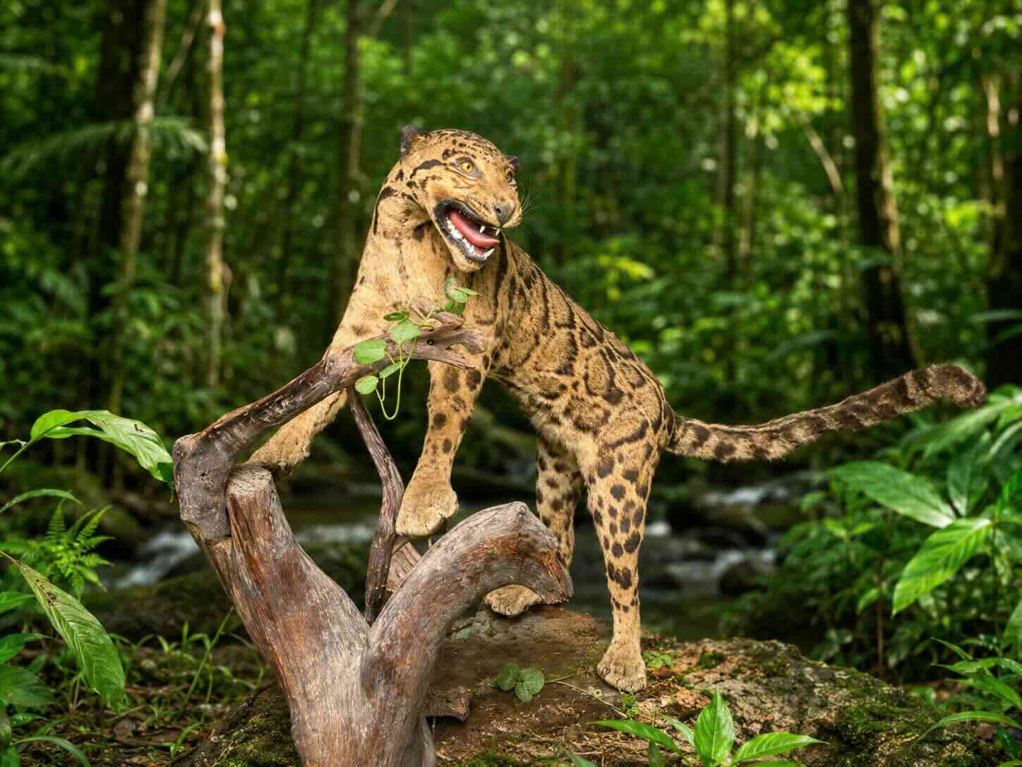 Le titre du précieux journal en brocart a été remis au musée par les habitants de Hué. Photo: Fournie par le Musée de la nature côtière du Centre.