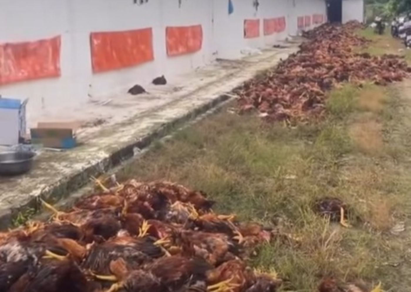 El cortocircuito en la granja provocó la muerte de casi 10.000 pollos. Foto: Captura de un clip grabado por la gente en el momento del incidente