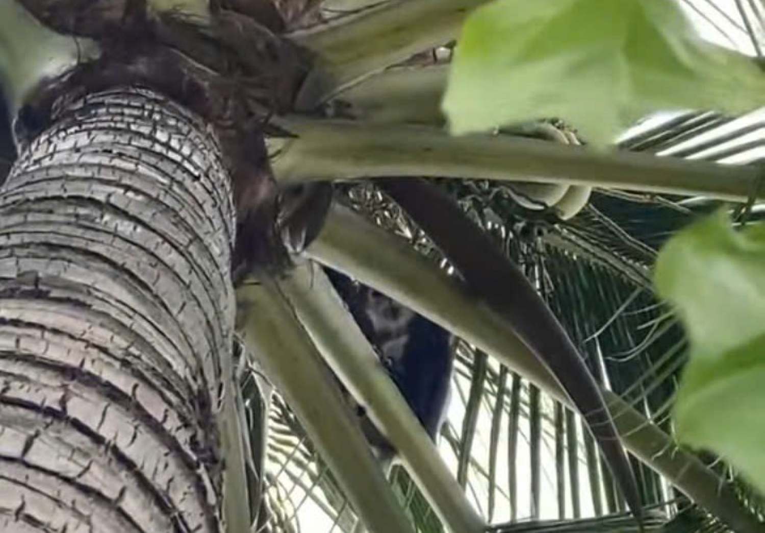 Rare langur discovered in Cam Lam, people are asked to keep a distance. Photo: Cam Lam Commune Police