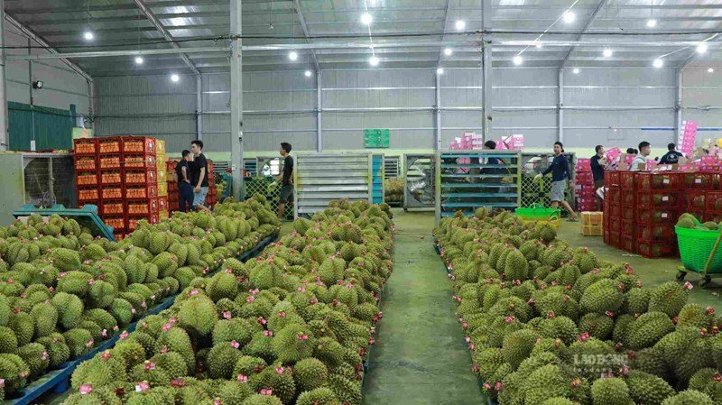 Innovating the issuance and management of planting area codes and packaging facility codes is not only for export but also towards production management and traceability. Photo: Phuc Khanh