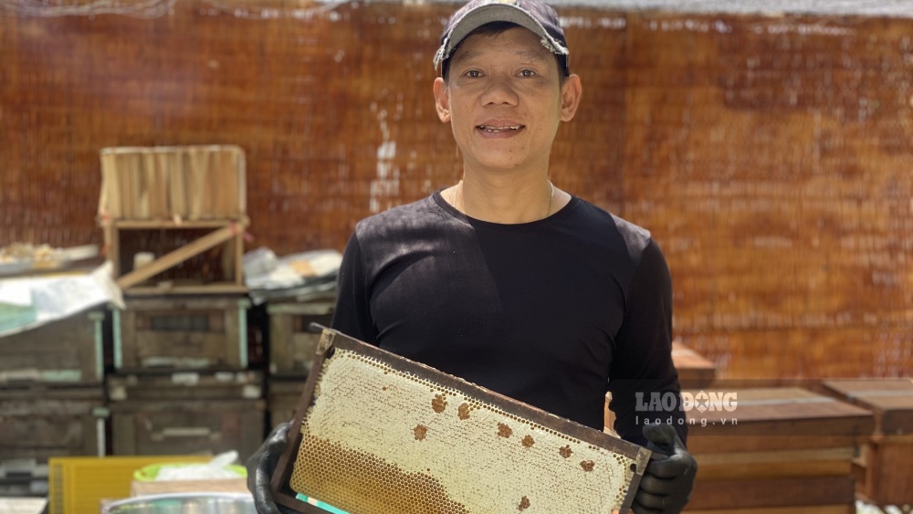 Mr. Cong Minh in Con Son Agricultural Tourism Cooperative (Can Tho) has succeeded with the model of raising Mr. Y for bile thanks to taking advantage of the abundant pollen here. Photo: Phong Linh