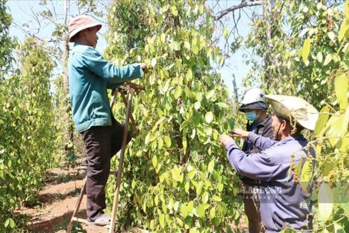 Pepper price today July 14: Unexpected developments on the domestic trading floor. Photo: Thanh Tuan