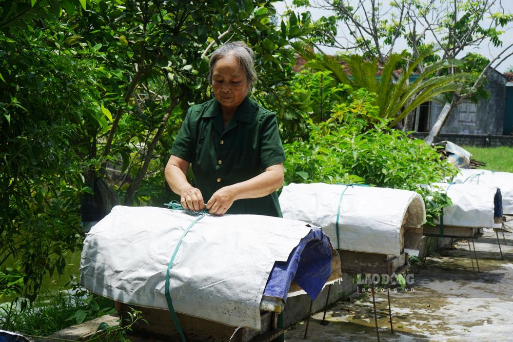 Cựu TNXP Bùi Thị Ngọc cần mẫn với công việc chăm sóc ong mật. Ảnh: Quách Du