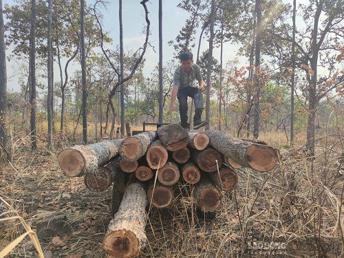 Ngành chức năng cần ngăn chặn tình trạng phá rừng tự nhiên để rừng phục hồi và phát triển. Ảnh: Thanh Tuấn