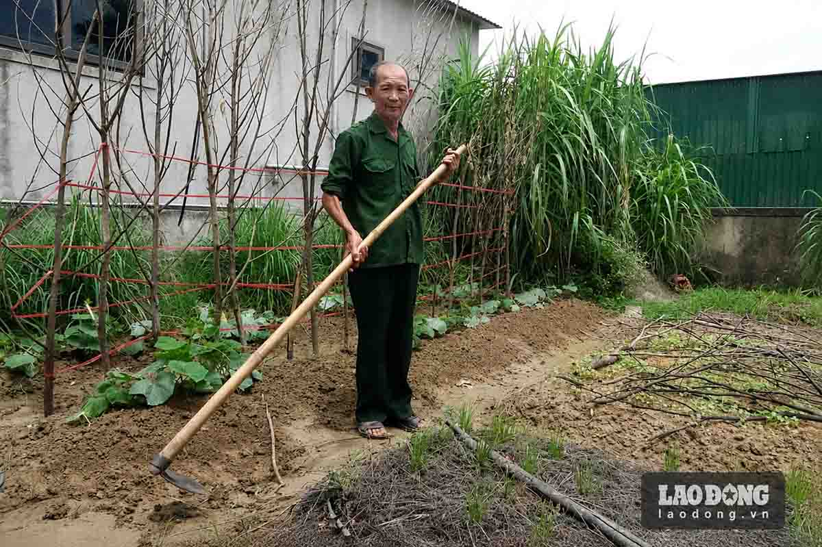 Tuổi già, ông Dũng vẫn chăm chỉ làm vườn để vừa có rau sạch ăn, vừa thư giãn. Ảnh: Trần Tuấn