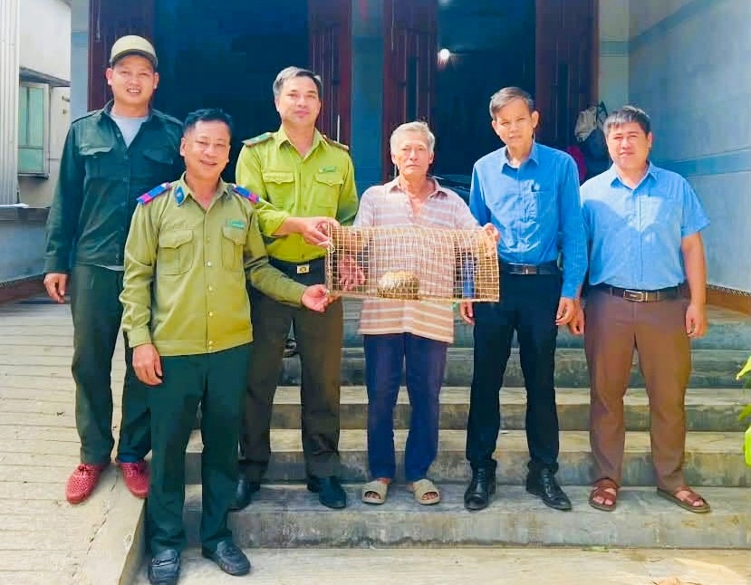 Un homme de Da Nang remet un pangolin rare aux gardes forestiers. Photo: Comité de gestion de la forêt de protection de Da Nang