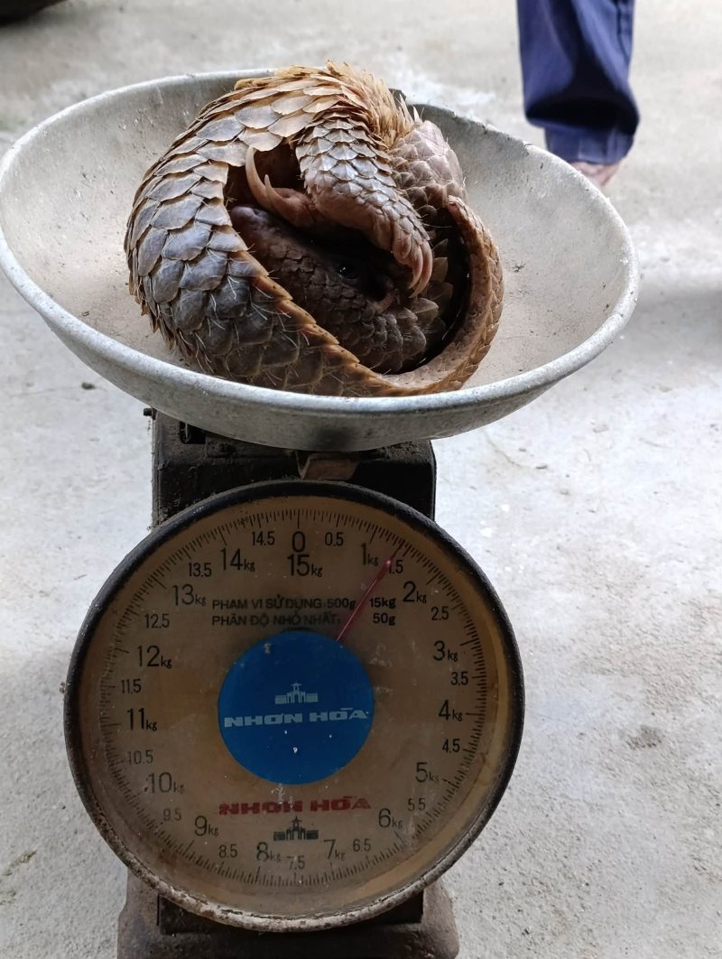 Cá thể tê tê quý hiếm nặng 2kg mắc lưới trong vườn nhà dân ở Đà Nẵng. Ảnh: