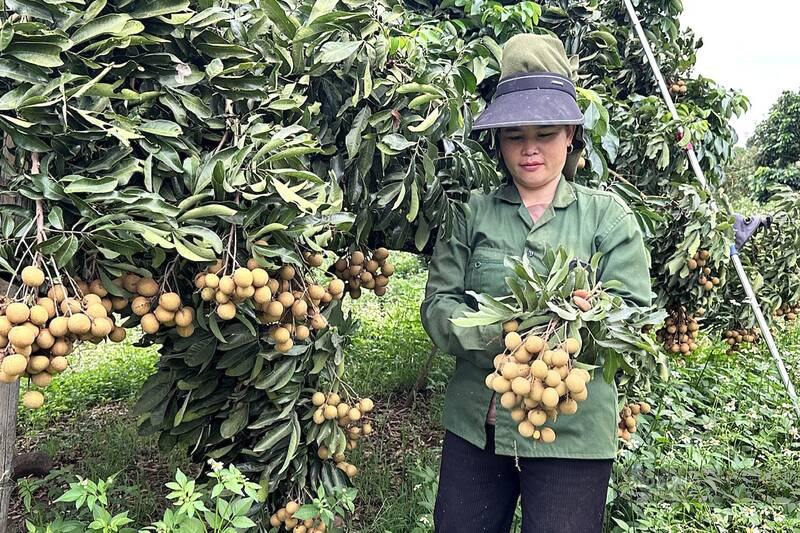 Người dân xã Chiềng Khương, tỉnh Sơn La thu hoạch nhãn. Ảnh: Phúc Nguyên
