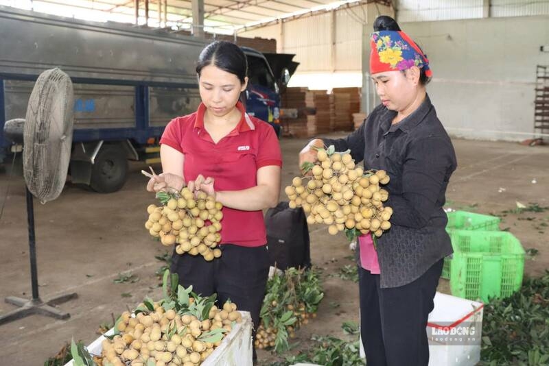 Các hộ dân xã Sông Mã phân loại nhãn quả tươi để phục vụ sản xuất long nhãn. Ảnh: Trường Sơn