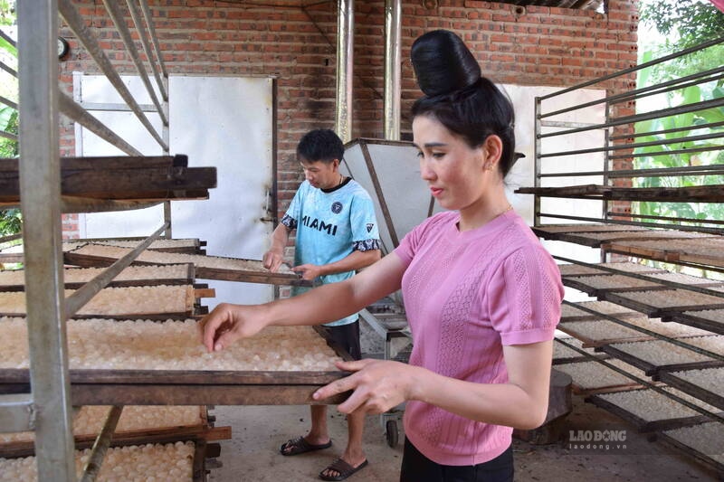 The longan production facility of Mr. Ca Van Long, Na Can 2 village, Chieng So commune, Son La province has started to warm up for the new longan crop. Photo: Truong Son
