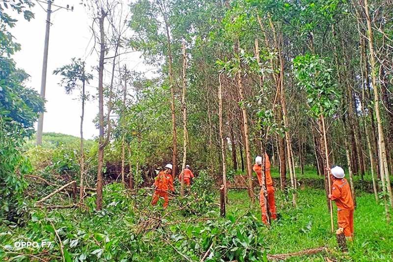 Hà Tĩnh tăng cường bảo vệ hành lang lưới điện trước mùa mưa bão