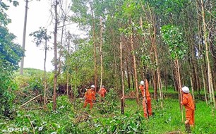 Hà Tĩnh tăng cường bảo vệ hành lang lưới điện trước mùa mưa bão