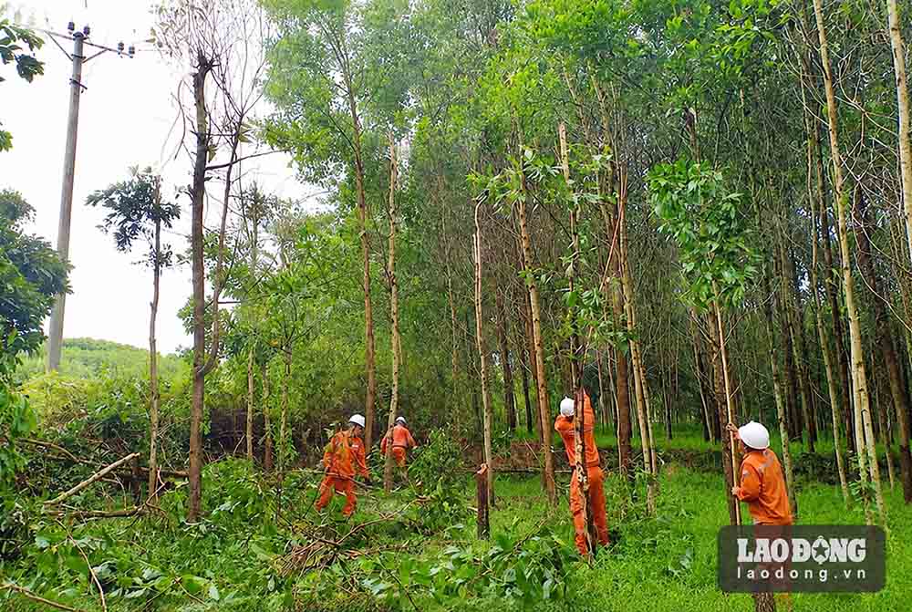 Staff of Ha Tinh Power Company clear trees to ensure the safety of the power grid corridor. Photo: Cao Thao