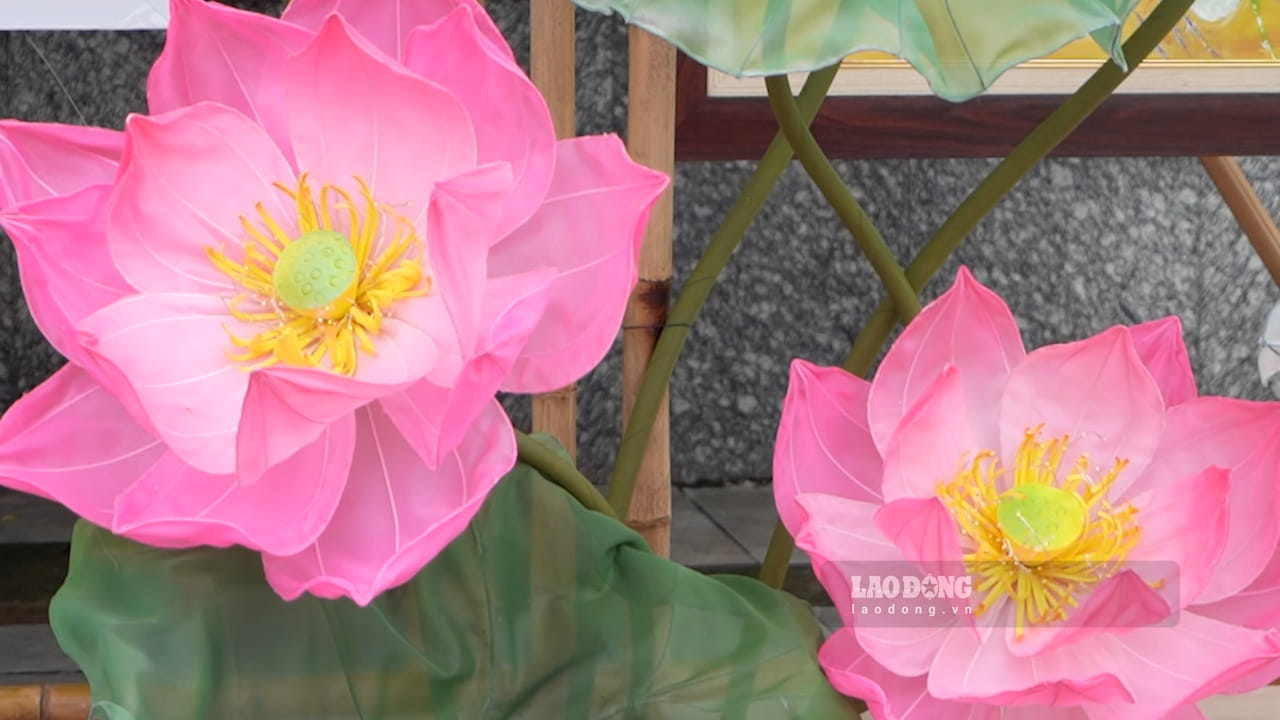 蓮の花の満開期は5月から8月末までです。西湖の蓮を眺めることは、今年の夏の思い出に残る体験になるでしょう。写真:フエン・チャン