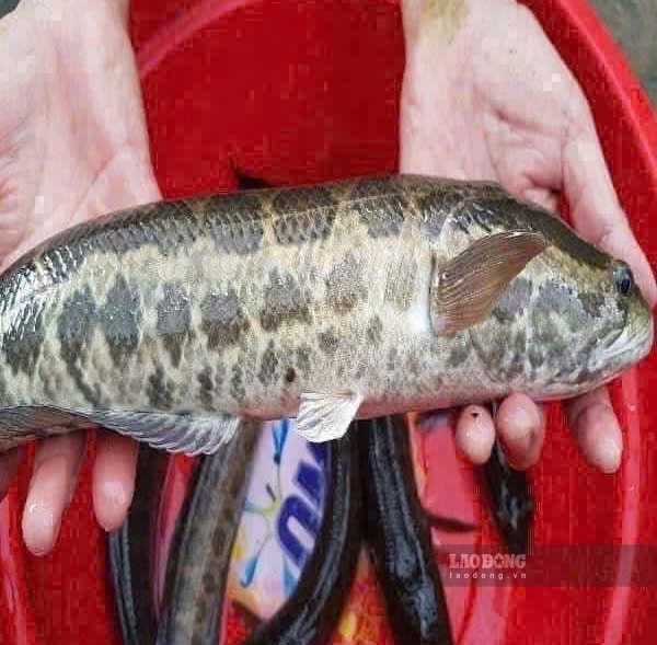 Processing snakehead fish properly can help control uric acid. Photo: Quang Minh.