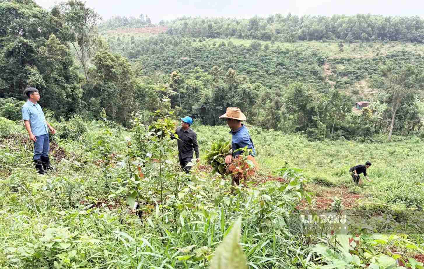 Xã Quảng Trực tổ chức cưỡng chế, thu hồi đất công bị lấn chiếm trái phép. Ảnh: Thần Hy 