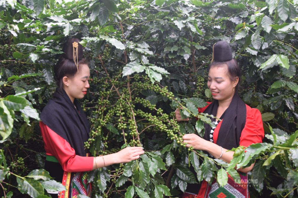 Organic coffee of Sang Na Tre Cooperative, Chieng Mai commune, Son La province is in the green fruit growing stage. Photo: Truong Son