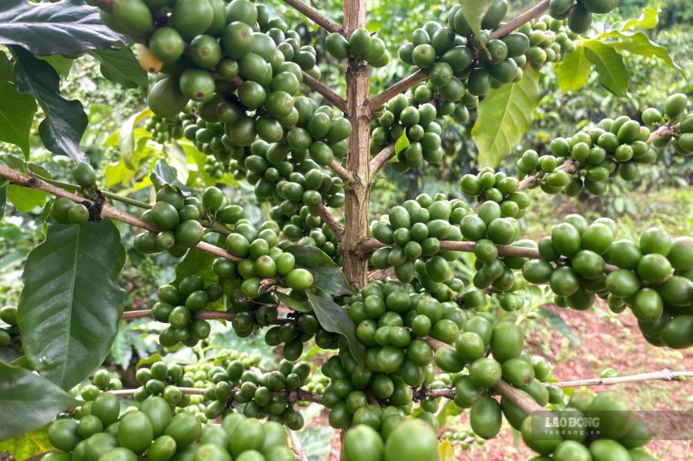 Những đồi cà phê trĩu quả tại khu vực bản Trung Tâm, phường Chiềng An, tỉnh Sơn La. Ảnh: Trường Sơn