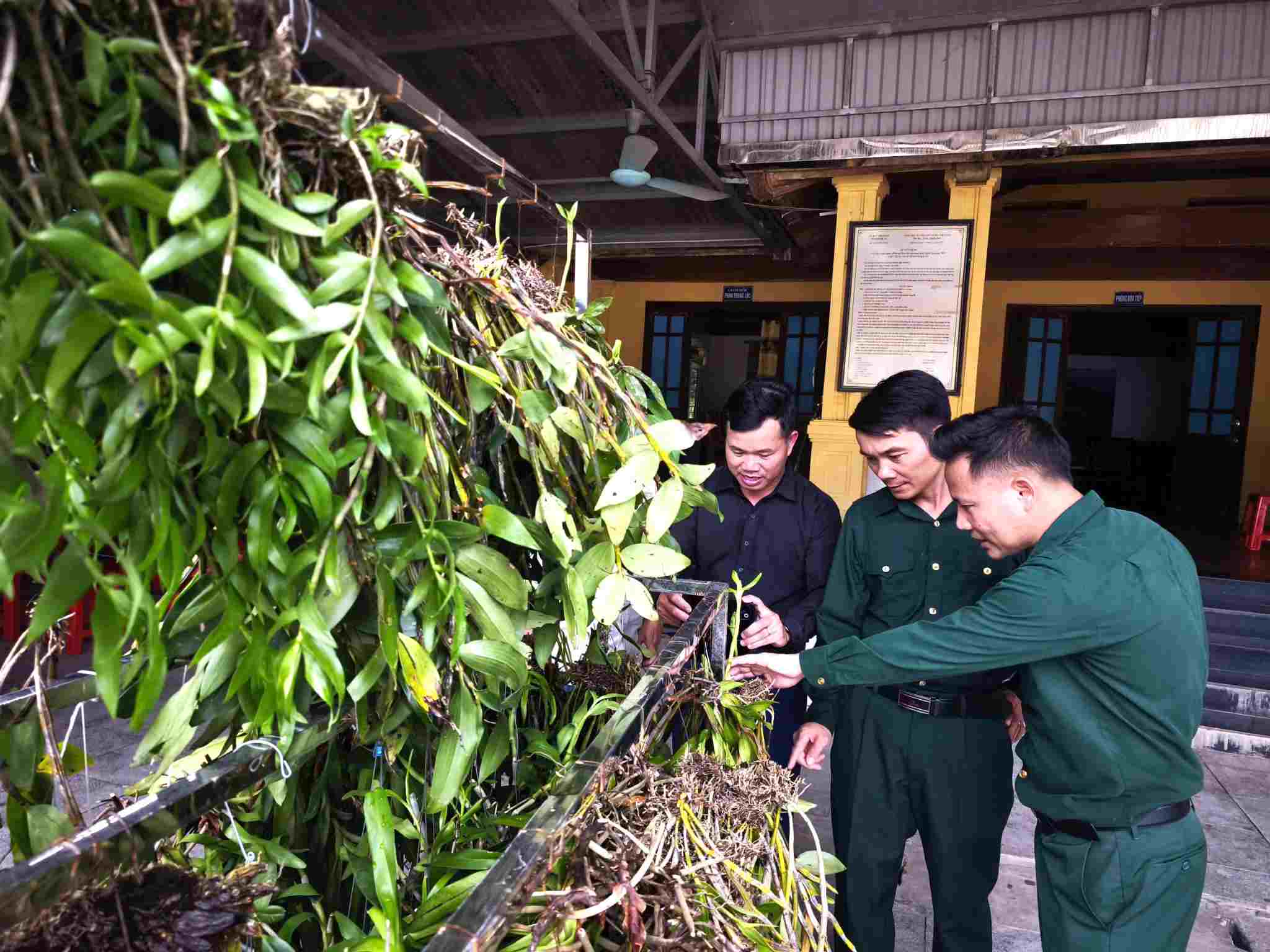 Hơn 1.000 cây phong lan từ rừng Trường Sơn, tỉnh Quảng Trị được trao tặng Khu di tích lịch sử quốc gia Truông Bồn. Ảnh: Khu di tích Truông Bồn