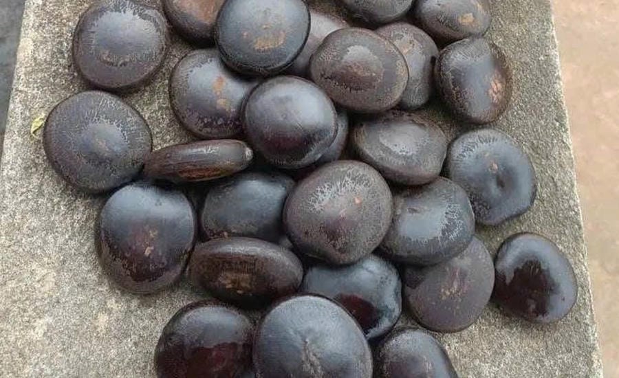 Hạt mák lẹ rừng. Ảnh: Trường Sơn