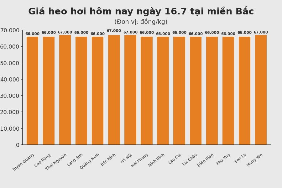 Giá heo hơi hôm nay 16.7 tại khu vực miền Bắc. Đồ họa: Sử dụng AI