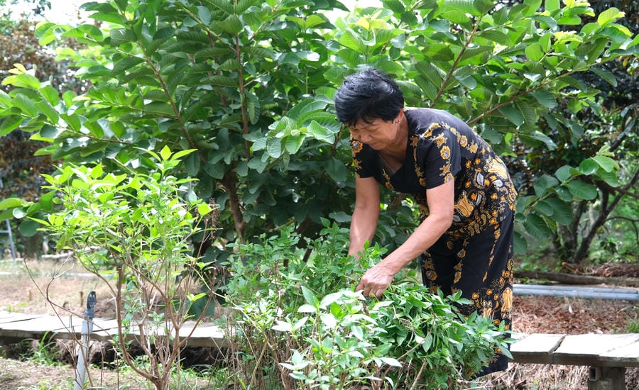 Sử dụng rau vườn, không có phân bón để phục vụ bữa ăn. Ảnh: Phong Linh