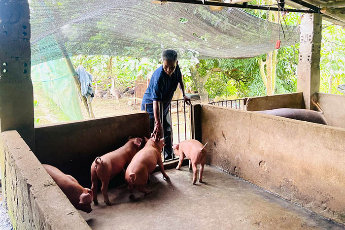 Gia đình ông Quân phát triển chăn nuôi theo hướng khép kín, cung cấp ra thị trường từ 3-4 tấn lợn thịt mỗi năm. Ảnh: Cổng TTĐT tỉnh Lào Cai