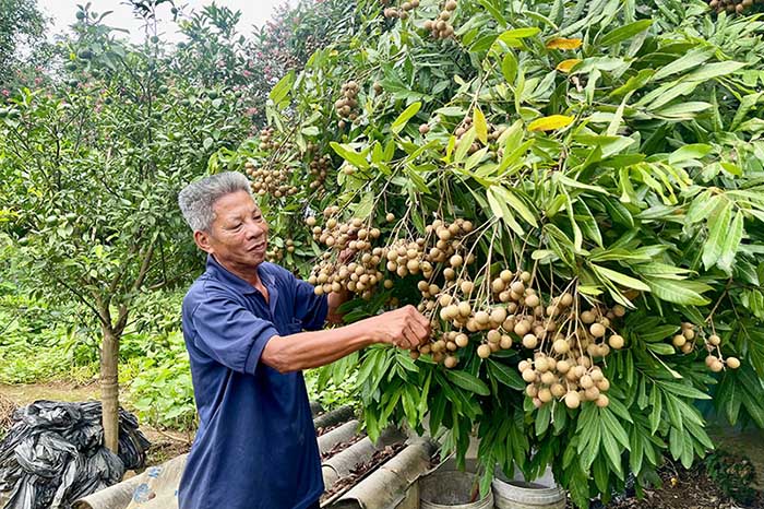 Veteran Nguyen Van Quan's VAC model brings in income from 400-500 million VND per year. Photo: Lao Cai Provincial e-Portal