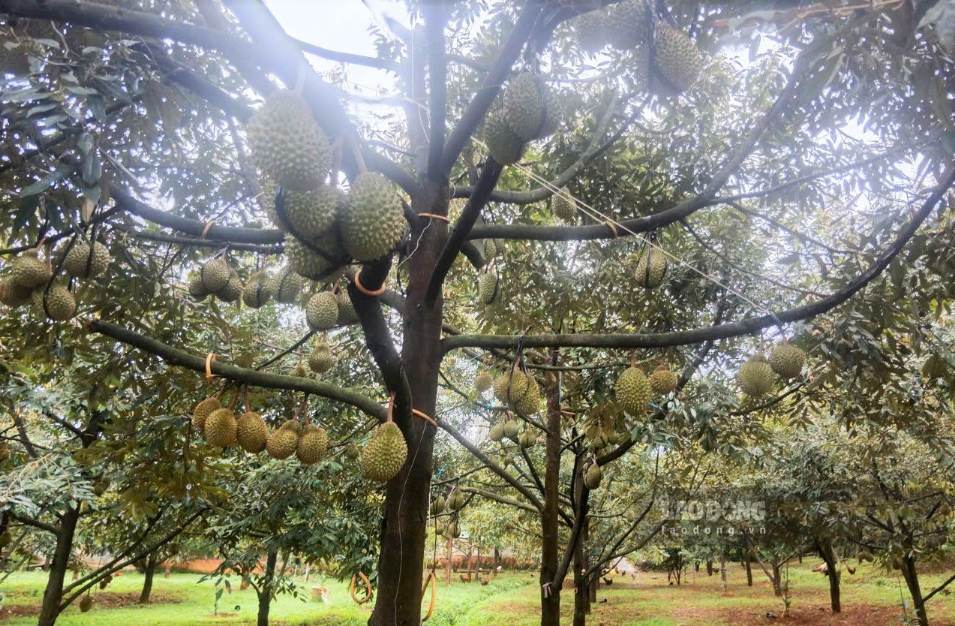 Trên địa bàn xã Bảo Lâm 5 đang có nhiều mô hình trồng sầu riêng của bà con đồng bào dân tộc thiểu số mang lại hiệu quả kinh tế cao. Ảnh: Phúc Khánh 