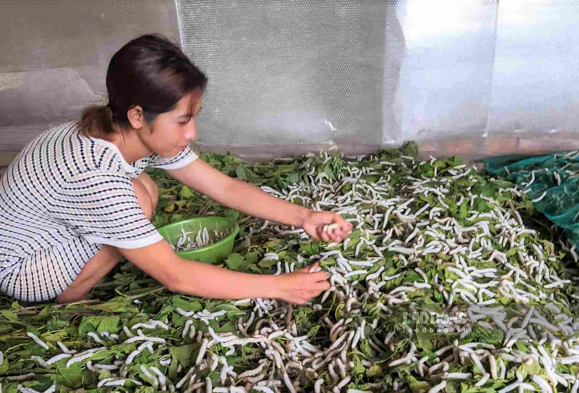 Từ nguồn vốn chính sách, giúp bà con đồng bào dân tộc thiểu số xã Bảo Lâm 5 đầu tư phát triển sản xuất ổn định cuộc sống. Ảnh: Phúc Khánh 