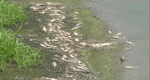 Entrando en la verificación de la situación de la muerte masiva de peces en un lago en Thanh Hoa. Foto: Quach Du