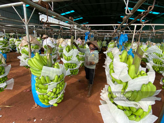 Gia Lai agricultural products have export revenue of billions of dollars, it is necessary to strictly control the planting area code. Photo Thanh Tuan