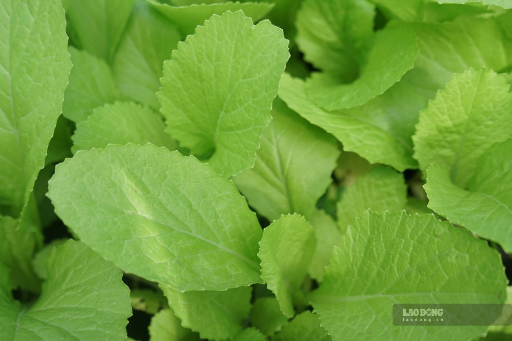Adding green vegetables to your diet is a simple habit that helps improve gut health. Photo: Thanh Thanh