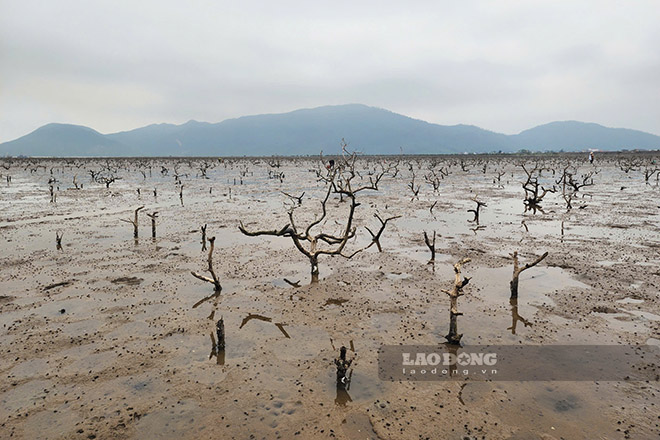 Más de 20 hectáreas de manglares en el barrio de Hai Ninh han muerto durante 4 años, pero la organización de la reforestación se ha retrasado. Foto: Tran Tuan
