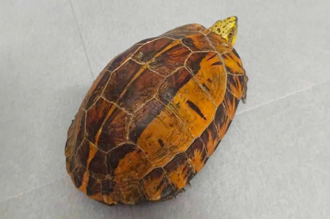 The golden-fronted box turtle individual that Ms. Huong handed over for release to nature. Photo: Ha Tinh Police