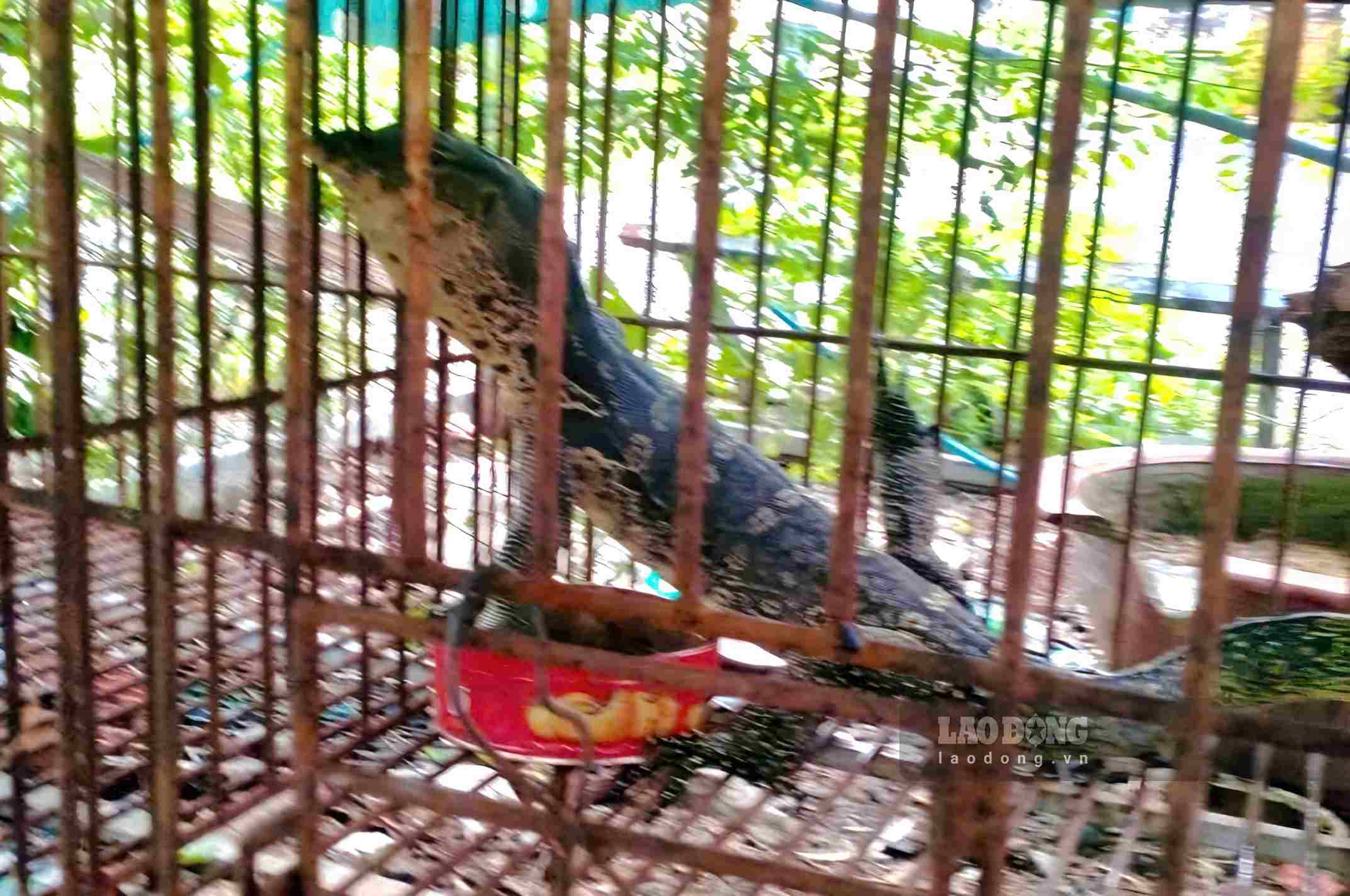 Rare ornamental iguana individual handed over by people. Photo: Nguyen Giang