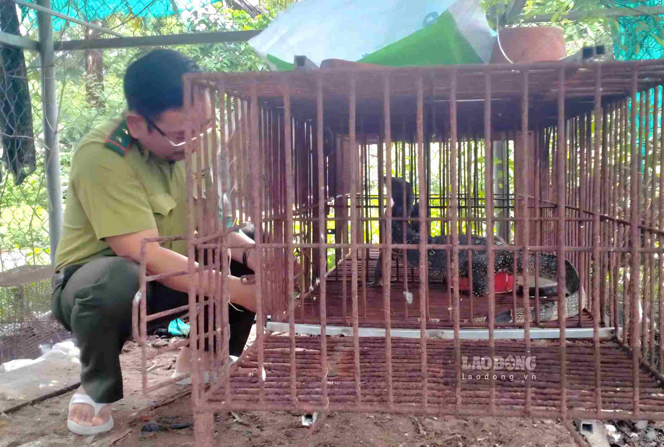 Cá thể kỳ đà hoa đang được lực lượng kiểm lâm tiếp nhận chăm sóc. Ảnh: Nguyễn Giang