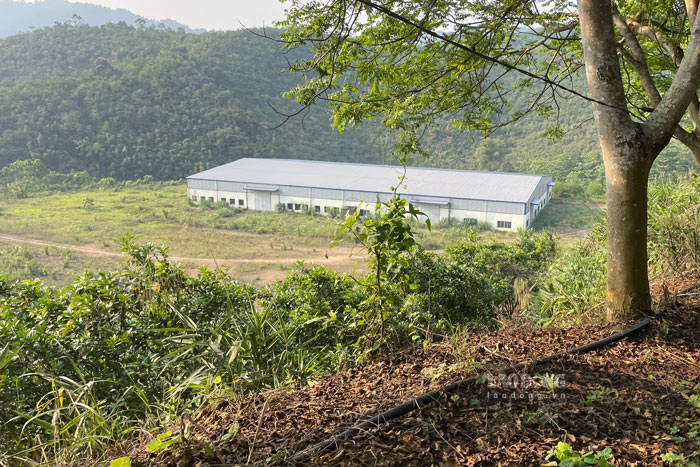 Nearly 17 years after its launch, the nearly 900 billion VND agricultural project in Lao Cai still has many concerns about investment efficiency. Photo: Dinh Dai