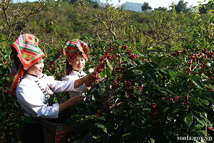 Sơn La đặt mục tiêu giảm nghèo, phát triển vùng đồng bào dân tộc thiểu số