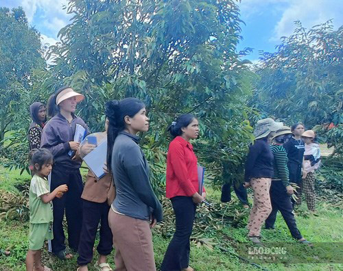 Thousands of workers are supported with jobs thanks to policy credit capital. Photo: Thanh Tuan