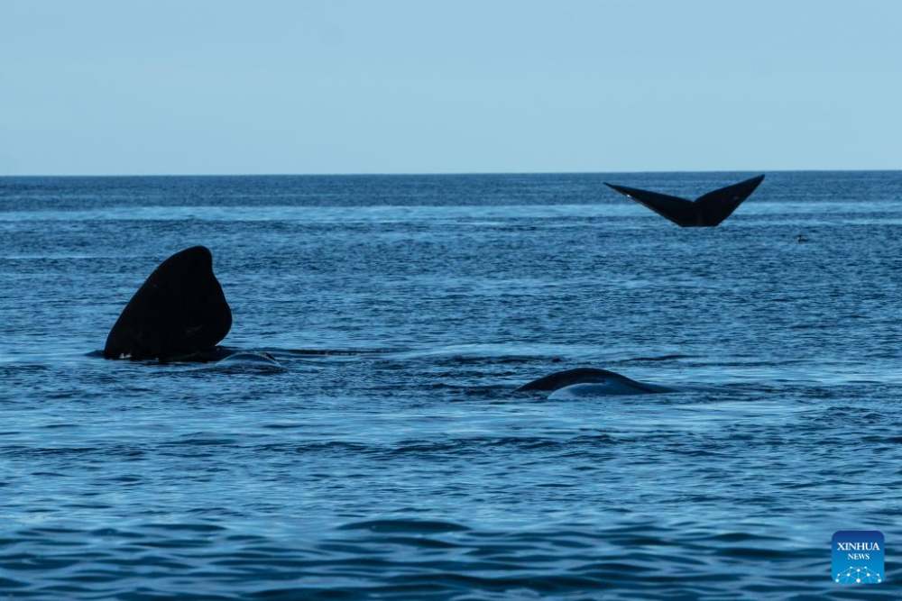 Cá voi lưng thẳng ở Puerto Madryn. Ảnh: Xinhua